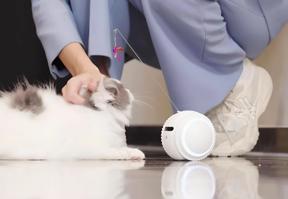 pet camera for cats